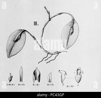 25 Acianthera yauaperyensis (syn. Yauaperyensis- Pleurothallis) découpe à partir du FL.br.3-4-116 - fig. III Banque D'Images