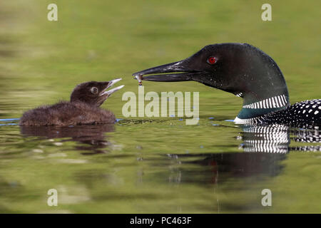 Un plongeon huard (Gavia immer) poussin attend sa mère de le nourrir un poisson fraîchement pêché - Ontario, Canada Banque D'Images