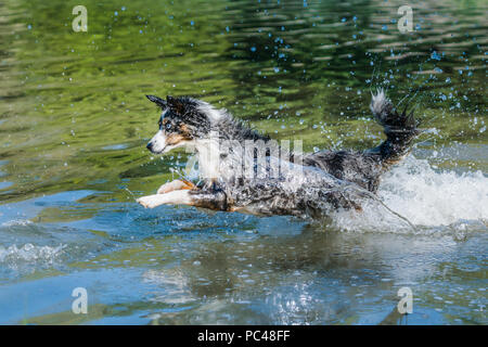 Mili le berger australien Miniature, in water Banque D'Images