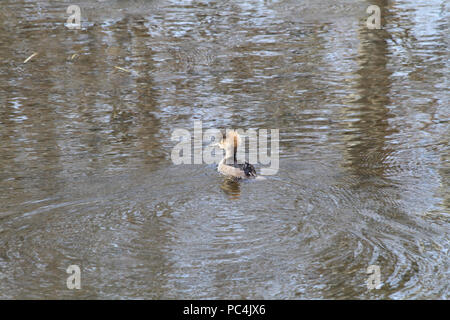 Une femelle harle couronné la baignade dans un étang sur une journée ensoleillée Banque D'Images