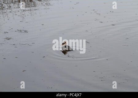 Une femelle harle couronné la baignade dans un étang sur une journée ensoleillée Banque D'Images