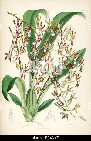 417 Miltonioides laevis (comme Odontoglossum laeve) - pl. 16 - Bateman, Monogr.Odont Banque D'Images