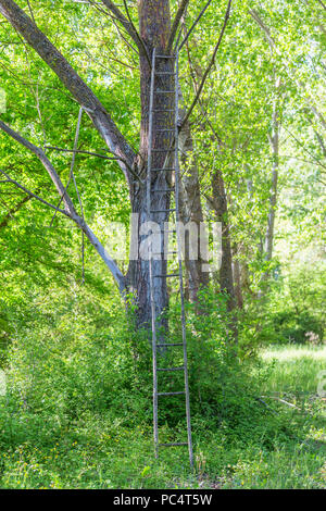 Ancienne échelle en bois appuyée contre un arbre dans la forêt Banque D'Images