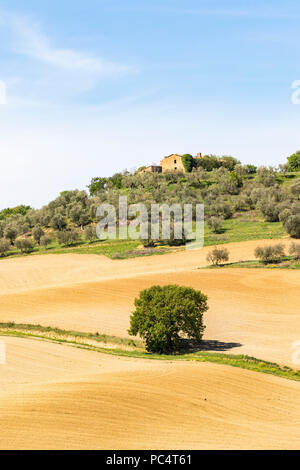 Lonely tree sur un chemin de terre dans un champ avec une ferme d'olive Banque D'Images