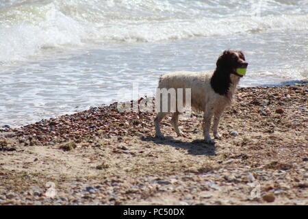 Chien jouant fetch dans les vagues au bord de la mer Banque D'Images