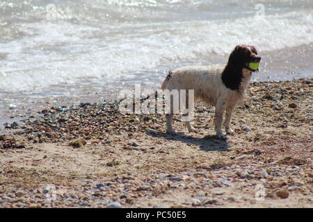 Chien jouant fetch dans les vagues au bord de la mer Banque D'Images