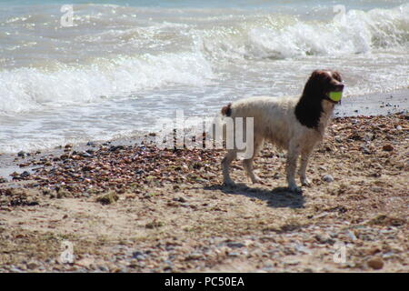 Chien jouant fetch dans les vagues au bord de la mer Banque D'Images