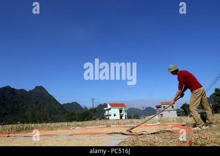 Un agriculteur vietnamien riz tartinades à sécher au soleil. Fils du bac. Le Vietnam. Dans le monde d'utilisation | Banque D'Images