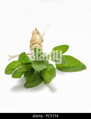 Sage bunch isolated on white Banque D'Images