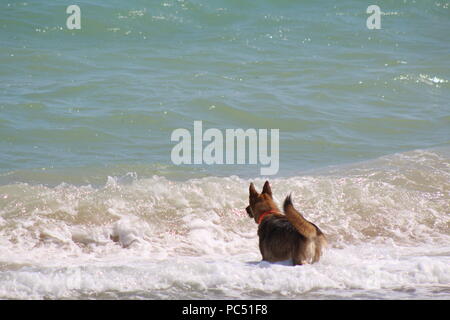 Chien jouant fetch dans les vagues au bord de la mer Banque D'Images