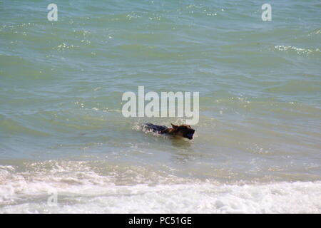 Chien jouant fetch dans les vagues au bord de la mer Banque D'Images