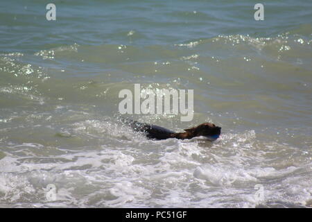 Chien jouant fetch dans les vagues au bord de la mer Banque D'Images