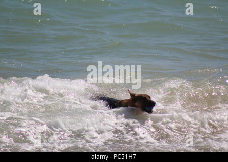 Chien jouant fetch dans les vagues au bord de la mer Banque D'Images