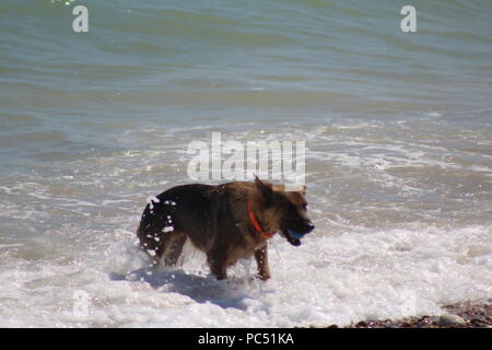 Chien jouant fetch dans les vagues au bord de la mer Banque D'Images