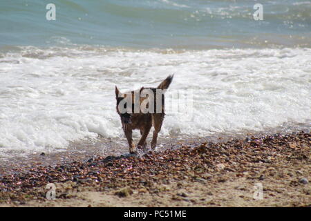 Chien jouant fetch dans les vagues au bord de la mer Banque D'Images