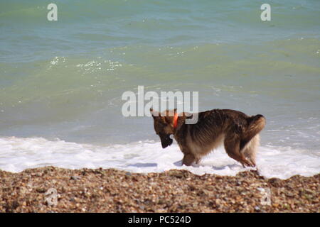 Chien jouant fetch dans les vagues au bord de la mer Banque D'Images