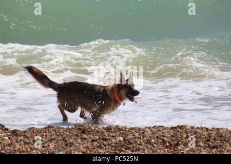 Chien jouant fetch dans les vagues au bord de la mer Banque D'Images