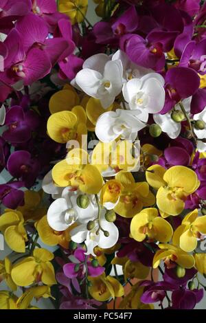 Fleurs d'orchidées. Ho Chi Minh Ville. Le Vietnam. Dans le monde d'utilisation | Banque D'Images