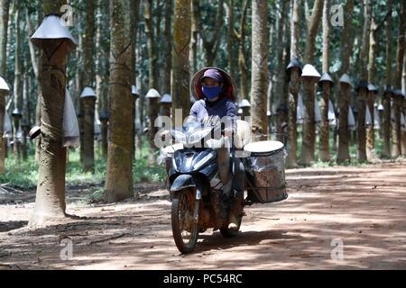 Plantation d'hévéa, femme en moto avec le latex recueilli. Kon Tum. Le Vietnam. Dans le monde d'utilisation | Banque D'Images