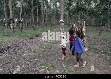 Plantation de caoutchouc, les enfants la collecte du bois de feu. Kon Tum. Le Vietnam. Dans le monde d'utilisation | Banque D'Images