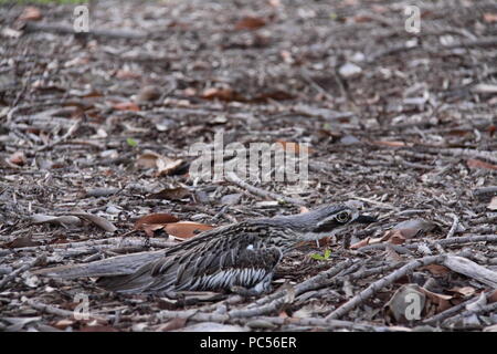 Bush oedicnème criard (Burhinus Grallarius) cachés dans la litière Banque D'Images