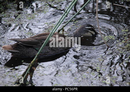 Pacific Canard noir (Anas superciliosa) sur l'eau d'alimentation Banque D'Images