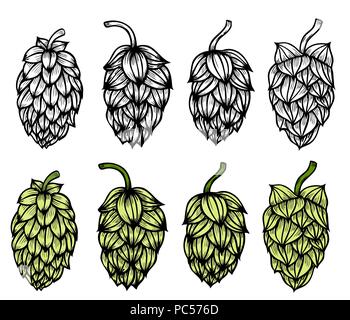 Main couleur gravure tirée. Houblon Hop commun ou Humulus lupulus branche avec feuilles et cônes. Vector illustration Illustration de Vecteur