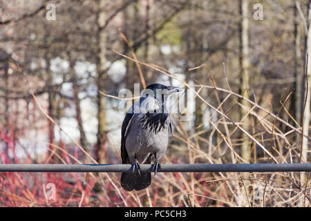 Hooded Crow Corvus cornix, ou en Amérique, s'asseoir sur un tuyau Banque D'Images