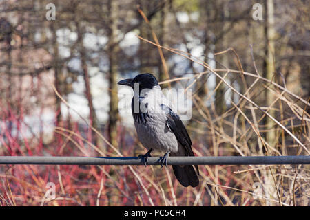 Hooded Crow Corvus cornix, ou en Amérique, s'asseoir sur un tuyau Banque D'Images