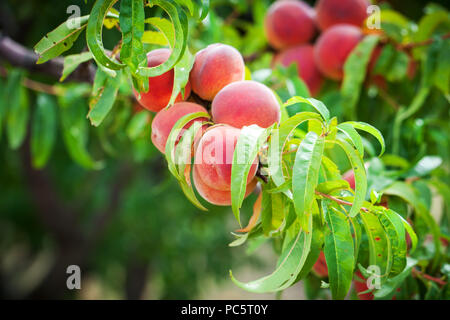 Peach Tree avec des fruits poussant dans le jardin. Peach orchard. Banque D'Images