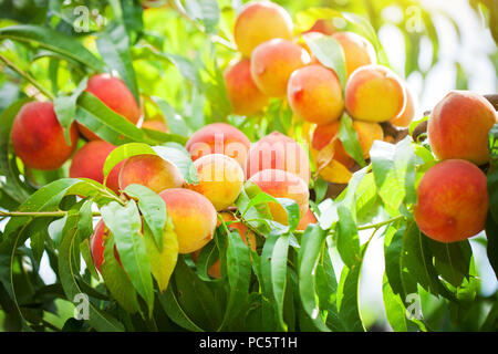 Peach Tree avec des fruits poussant dans le jardin. Peach orchard. Banque D'Images