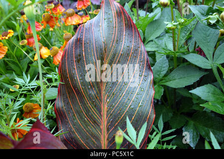 Gouttes de pluie sur les feuilles de la Canna Durban plant cultivé à l'intérieur des frontières de l'Jardins italiens à Plas Newydd, Anglesey, Pays de Galles. UK. Banque D'Images