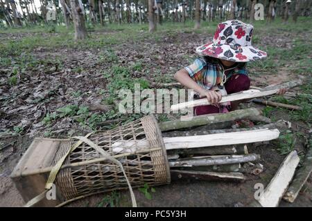 Plantation de caoutchouc, les enfants la collecte du bois de feu. Kon Tum. Le Vietnam. Dans le monde d'utilisation | Banque D'Images