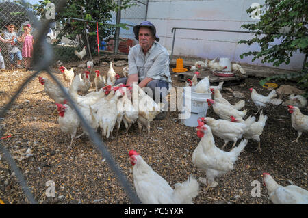 Farmer rss poules avec le maïs de sa main Banque D'Images