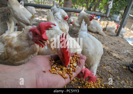 Farmer rss poules avec le maïs de sa main Banque D'Images