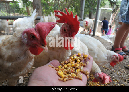 Farmer rss poules avec le maïs de sa main Banque D'Images