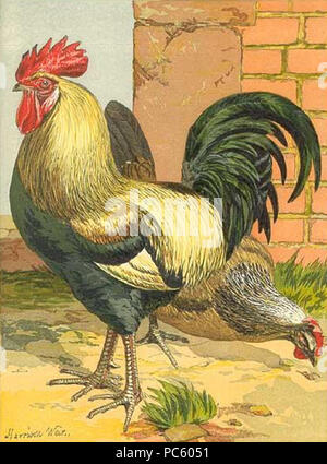 Couleur 20 Poulet Dorking Banque D'Images