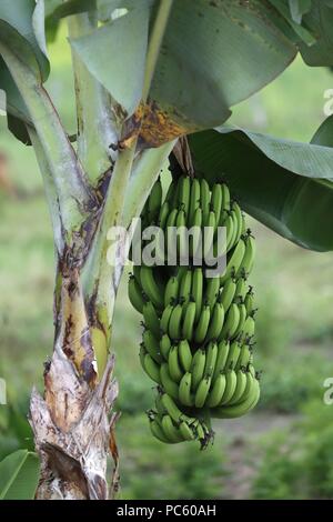 Le mûrissement des bananes sur l'arbre sur une plantation. Kon Tum. Le Vietnam. Dans le monde d'utilisation | Banque D'Images