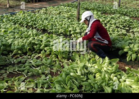 Vietnamienne travaillant dans un champ de laitue. Kon Tum. Le Vietnam. Dans le monde d'utilisation | Banque D'Images