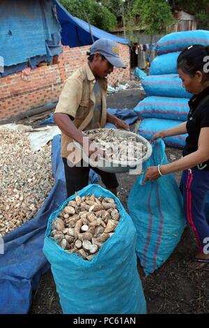 Les agriculteurs vietnamiens. Le manioc (Manihot esculenta) racines pelées. Thay Ninh. Le Vietnam. Dans le monde d'utilisation | Banque D'Images