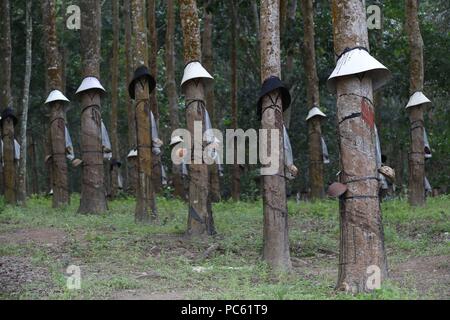 Plantation d'hévéa, Kon Tum. Le Vietnam. Dans le monde d'utilisation | Banque D'Images