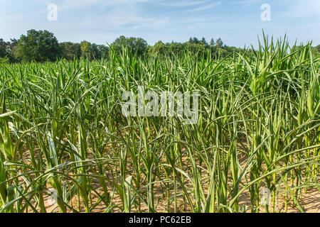 Les dommages agricoles sécheresse dans les plantes de maïs qui sèchent au soleil Banque D'Images