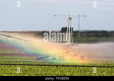 Tarleton, Lancashire. 1er août 2018. Météo France : Retour de temps chaud et sec en tant que travailleurs migrants suivent un semoir automatique, la plantation des semis de laitue dans la zone connue sous le saladier de West Lancashire. Besoin d'irrigation des cultures nouvellement plantés par temps ensoleillé qui est fournie par une pulvérisation d'impulsion de l'agriculture, les gouttelettes de capture la lumière du soleil et qui reflètent les couleurs de l'arc en ciel, un jet d'eau dans un système d'irrigation des champs, MediaWorldImages AlamyLiveNews/Crédit : Banque D'Images