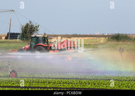 Tarleton, Lancashire. 1er août 2018. Météo France : Retour de temps chaud et sec en tant que travailleurs migrants suivent un semoir automatique, la plantation des semis de laitue dans la zone connue sous le saladier de West Lancashire. Besoin d'irrigation des cultures nouvellement plantés par temps ensoleillé qui est fournie par une pulvérisation d'impulsion de l'agriculture, les gouttelettes de capture la lumière du soleil et qui reflètent les couleurs de l'arc en ciel, un jet d'eau dans un système d'irrigation des champs, MediaWorldImages AlamyLiveNews/Crédit : Banque D'Images