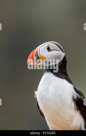 Macareux moine (Fratercula arctica) portrait contre les falaises sombres sur l'île de Skomer, Pembrokeshire, Pays de Galles Banque D'Images