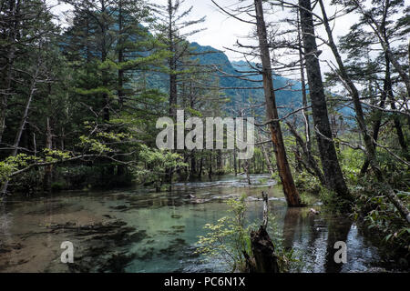 La nature vierge dans le Nord de l'Alpes Japonaises près de Kamikochi. La zone humide est connu comme le Dakesawa-shitsugen marsh. Banque D'Images