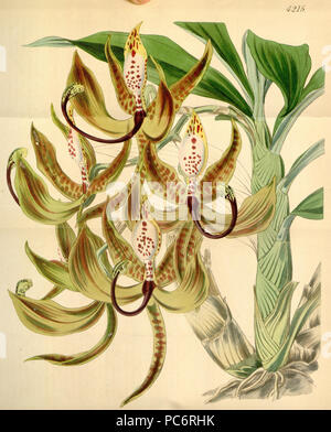 149 Cycnoches loddigesii - Curtis' 72 (Ser. N° 3 2) pl. 4215 (1846) Banque D'Images