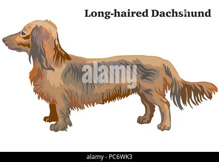 Portrait de l'article profil de teckel à poil long, vector illustration colorées isolé sur fond blanc Illustration de Vecteur