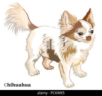 Portrait de l'article profil de chien Chihuahua à poil long, vector illustration colorées isolé sur fond blanc Illustration de Vecteur