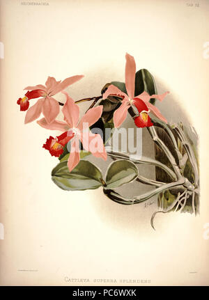 220 Frederick Sander - Reichenbachia plaque 32 J (1888) - Cattleya superba splendens Banque D'Images